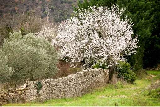 Mars, le printemps s'invite dans les Dentelles de Montmirail en Provence, Les Dentelles de Montmirail, Le Mas de Lencieu
