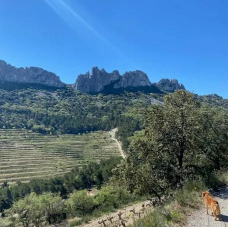 Les Dentelles de Montmirail