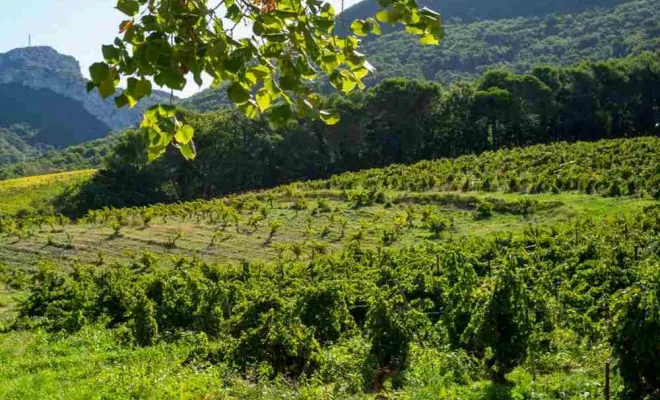 Le Trihado – En provençal : La Treille, Dentelles, Le Mas de Lencieu