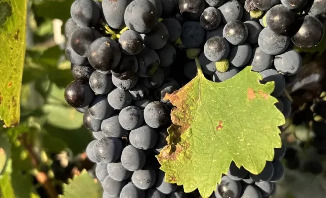 Venez savourer l'automne provençal au Mas de Lencieu, gîtes de caractères, Les Dentelles de Montmirail, Le Mas de Lencieu
